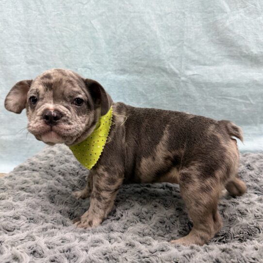 French Bulldog-DOG-Male-Blue Merle-10594-Petland Pensacola, Florida