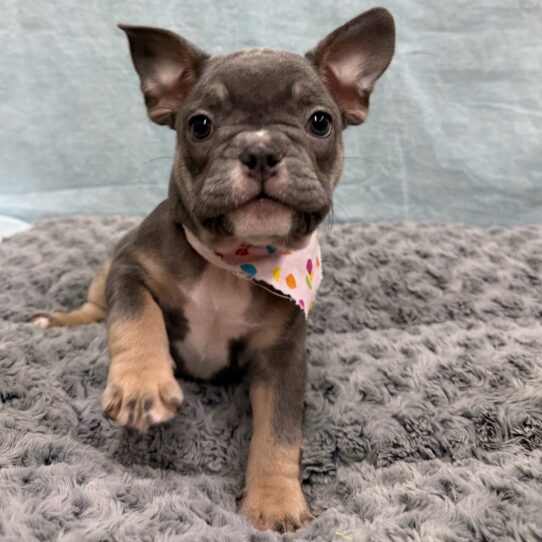 French Bulldog-DOG-Female-Blue-10595-Petland Pensacola, Florida