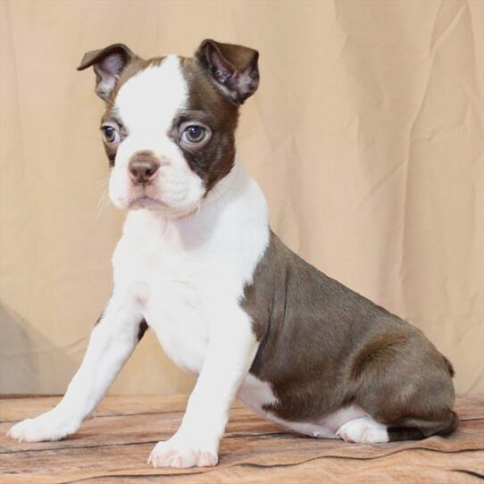 Boston Terrier-DOG-Female-Chocolate Brindle-10611-Petland Pensacola, Florida
