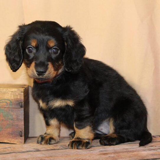 Dachshund-DOG-Female-Black / Tan-10612-Petland Pensacola, Florida