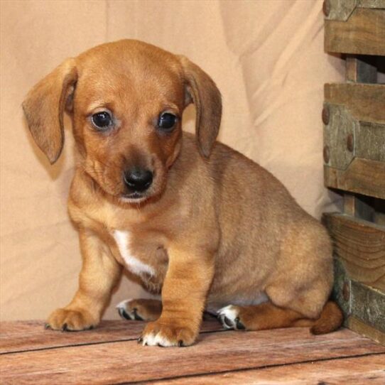 Dachshund-DOG-Female-Red-10613-Petland Pensacola, Florida