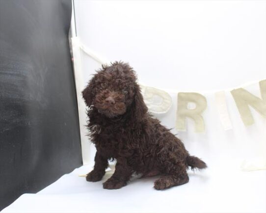 Lagotto Romagnolo-DOG-Male-Brown-10615-Petland Pensacola, Florida