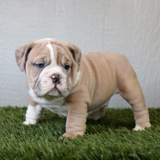 English Bulldog-DOG-Male-Fawn Merle-10636-Petland Pensacola, Florida