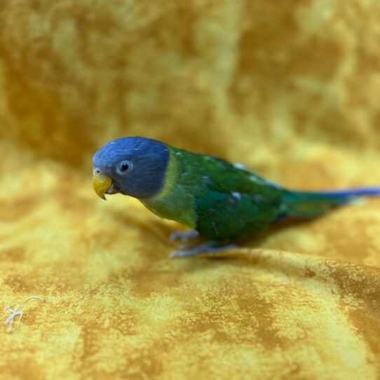 Plumbheaded Parakeet-BIRD-Unknown--8449-Petland Pensacola, Florida