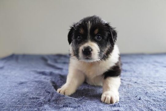 Australian Shepherd-DOG-Female-Black-10545-Petland Pensacola, Florida
