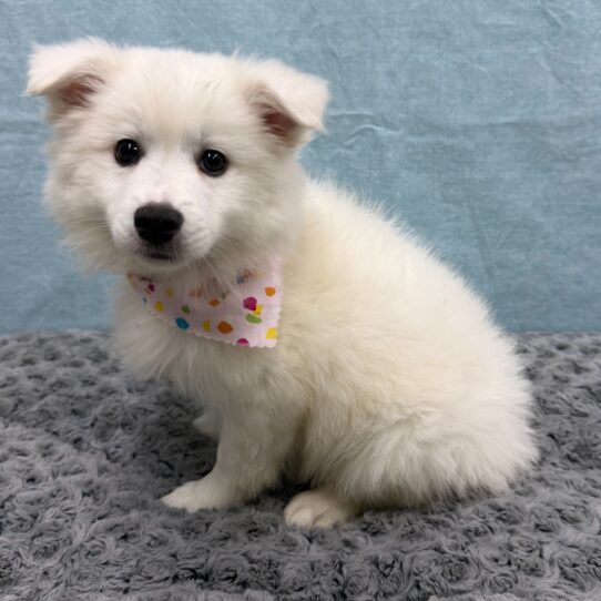 American Eskimo-DOG-Female-White-10521-Petland Pensacola, Florida