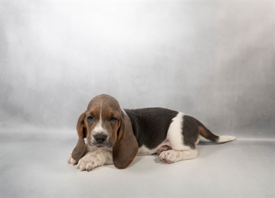 Basset Hound-DOG-Female-Blue Tan and White-10558-Petland Pensacola, Florida