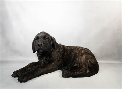 English Mastiff-DOG-Male-Brindle-10559-Petland Pensacola, Florida