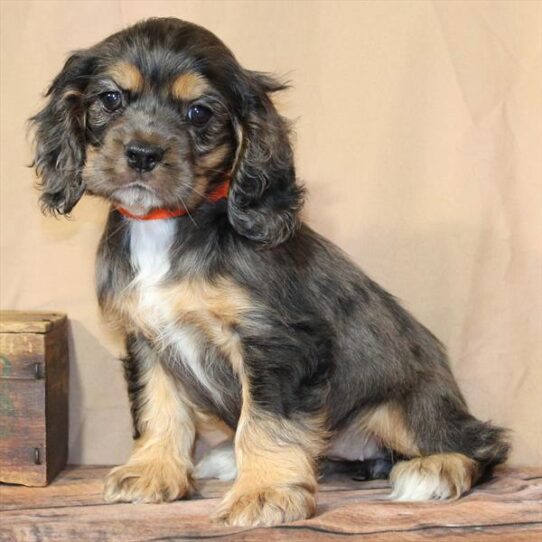 Cocker Spaniel-DOG-Female-Blue Roan / Tan-10567-Petland Pensacola, Florida
