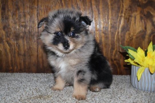 Pomeranian-DOG-Male-Black Tan / White-10572-Petland Pensacola, Florida