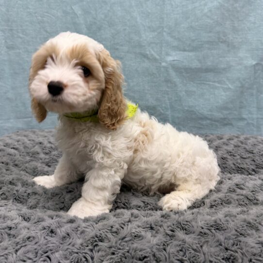 Cockapoo-DOG-Male-White and Apricot-10584-Petland Pensacola, Florida