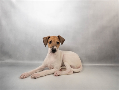 Italian Greyhound-DOG-Male-White and Fawn-10604-Petland Pensacola, Florida