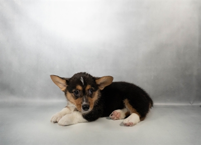 Pembroke Welsh Corgi-DOG-Female-Black and Tan-10605-Petland Pensacola, Florida