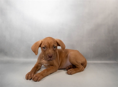 Dogue De Bordeaux-DOG-Male-Red-10606-Petland Pensacola, Florida