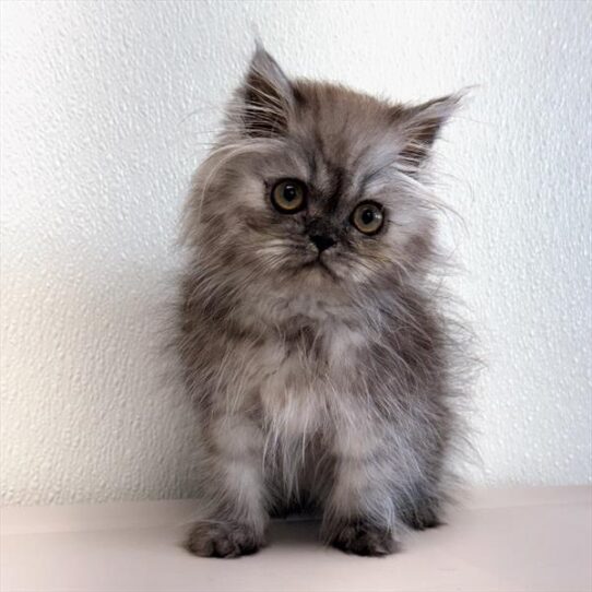 Persian-KITTEN-Female-Blue Shaded Silver-10608-Petland Pensacola, Florida