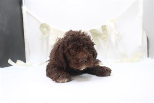 Lagotto Romagnolo-DOG-Female-Brown-10616-Petland Pensacola, Florida