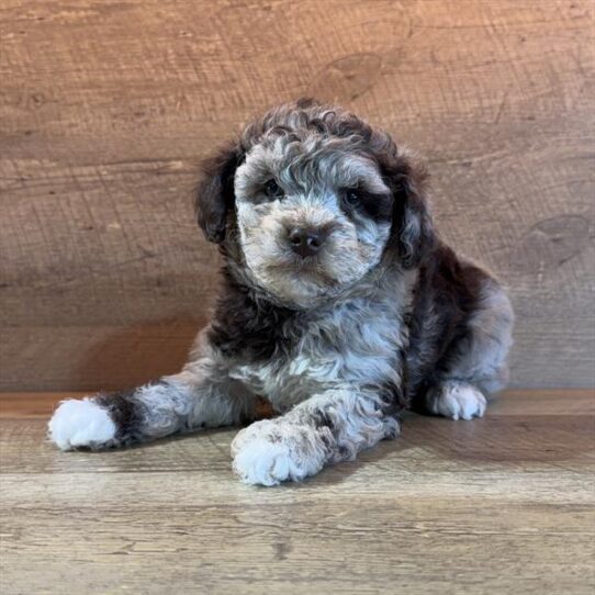 Schnoodle-DOG-Female-Chocolate Merle-10632-Petland Pensacola, Florida