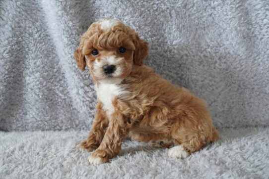 Poodle-DOG-Female-Light Red-10634-Petland Pensacola, Florida
