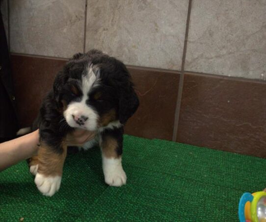 Bernese Mountain Dog-DOG-Female-Black-10635-Petland Pensacola, Florida