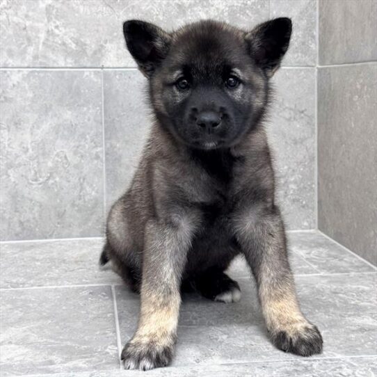 Norwegian Elkhound-DOG-Male-Silver Gray / Black-10637-Petland Pensacola, Florida