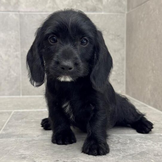 Dachshund-DOG-Female-Black-10638-Petland Pensacola, Florida