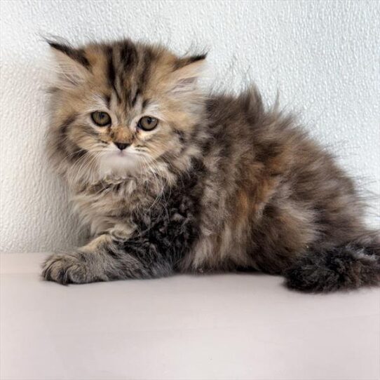 Persian-KITTEN-Female-Brown Patched Tabby-10639-Petland Pensacola, Florida