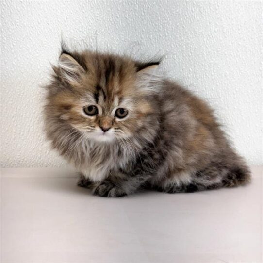 Persian-KITTEN-Female-Brown Patched Tabby-10640-Petland Pensacola, Florida