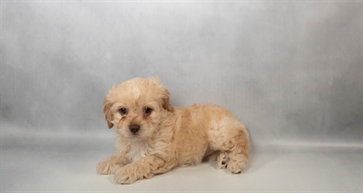 Cockapoo-DOG-Female-Apricot-10641-Petland Pensacola, Florida