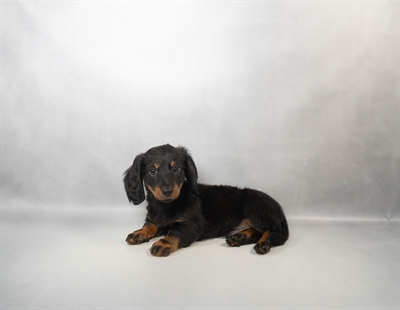 Dachshund-DOG-Male-Black and Tan-10642-Petland Pensacola, Florida