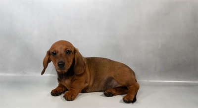 Dachshund-DOG-Female-Red-10643-Petland Pensacola, Florida