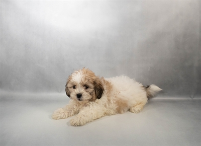 Teddy Bear-DOG-Female-Gold and White-10645-Petland Pensacola, Florida