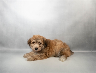 Yochon-DOG-Male-Apricot-10646-Petland Pensacola, Florida