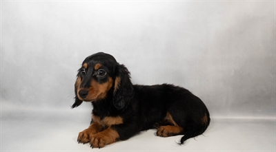 Dachshund-DOG-Male-Black and Tan-10647-Petland Pensacola, Florida