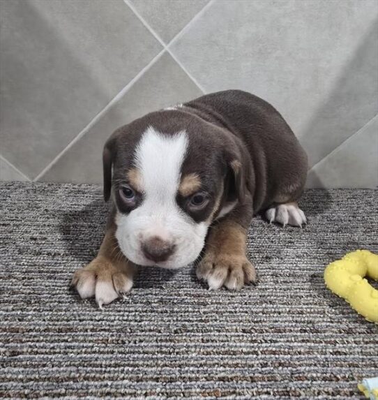Beabull 2nd Gen-DOG-Male-Chocolate-10654-Petland Pensacola, Florida