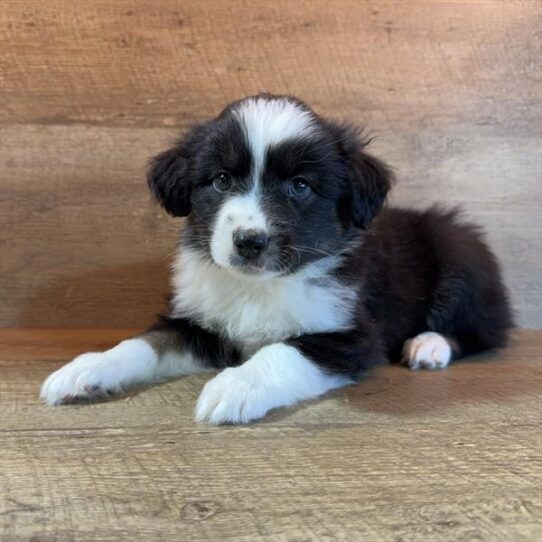 Miniature Australian Shepherd-DOG-Male-Black-10655-Petland Pensacola, Florida