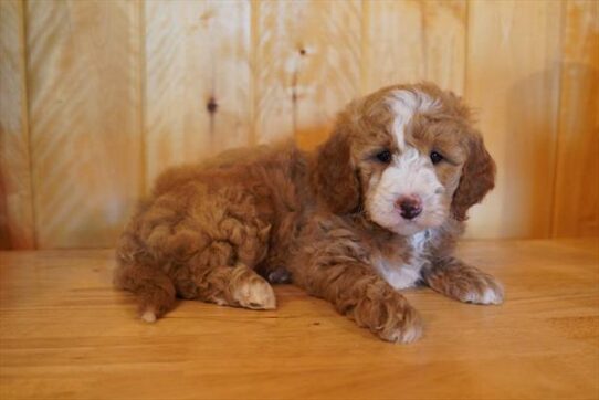 Goldendoodle Mini 2nd Gen-DOG-Female-Red / White-10657-Petland Pensacola, Florida