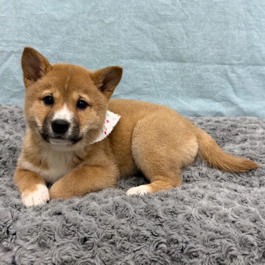 Shiba Inu-DOG-Female-Red Sesame-10633-Petland Pensacola, Florida