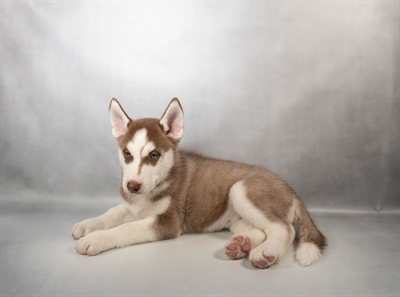 Siberian Husky-DOG-Female-Red and White-10667-Petland Pensacola, Florida
