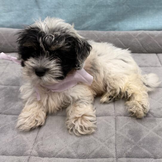 Coton De Tulear-DOG-Female-White and Black-10664-Petland Pensacola, Florida