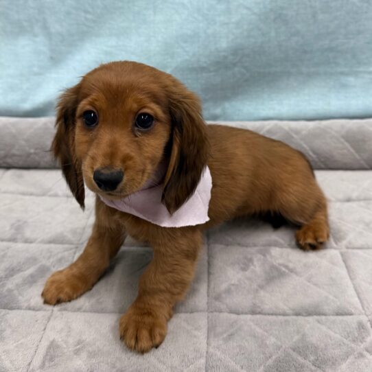 Dachshund-DOG-Female-Red-10666-Petland Pensacola, Florida