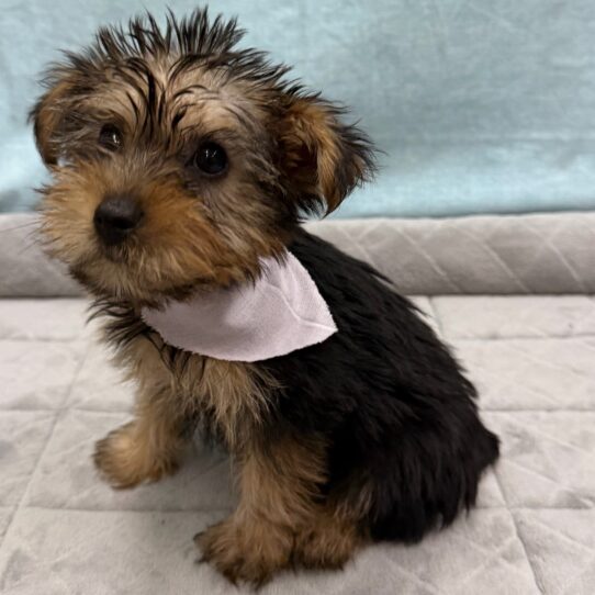Yorkshire Terrier-DOG-Female-Black and Tan-10668-Petland Pensacola, Florida