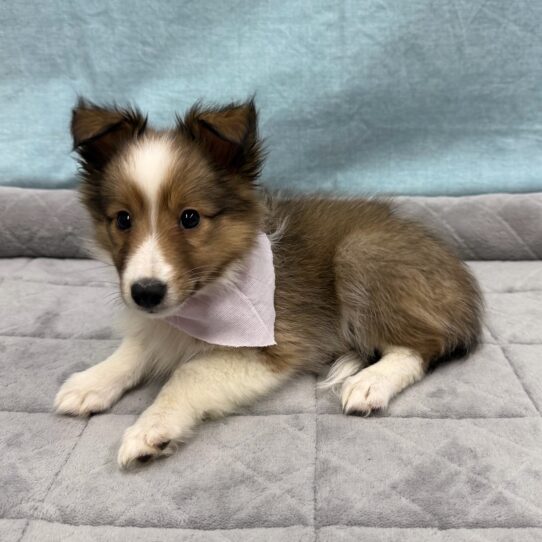Shetland Sheepdog-DOG-Female-Sable / White-10677-Petland Pensacola, Florida