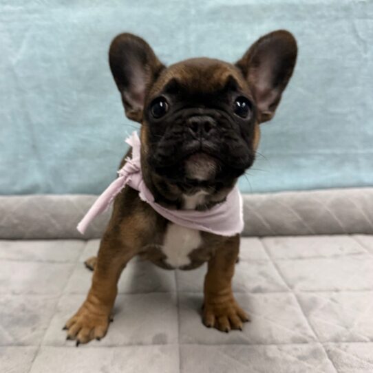 French Bulldog-DOG-Female-Fawn-10679-Petland Pensacola, Florida