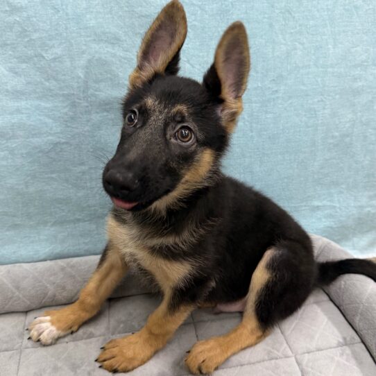 German Shepherd-DOG-Male-Black and Tan-10669-Petland Pensacola, Florida