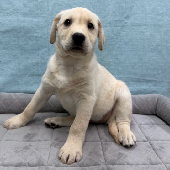 Labrador Retriever-DOG-Female-Yellow-10678-Petland Pensacola, Florida