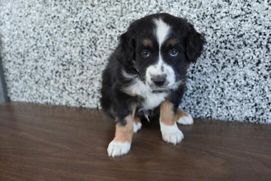 Miniature American Shepherd-DOG-Male-Black-10686-Petland Pensacola, Florida