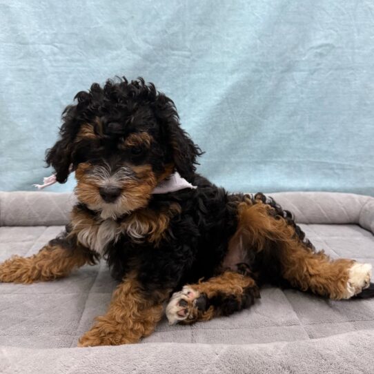 Mini Bernedoodle-DOG-Female-Black-10680-Petland Pensacola, Florida