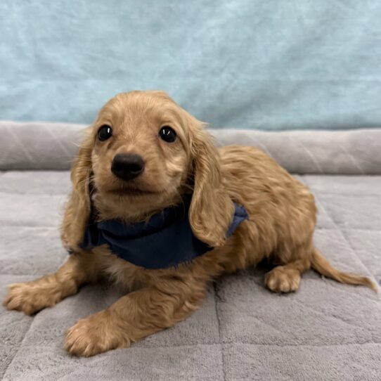 Dachshund-DOG-Male-Cream-10682-Petland Pensacola, Florida