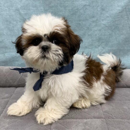 Shih Tzu-DOG-Male-Brindle / White-10683-Petland Pensacola, Florida