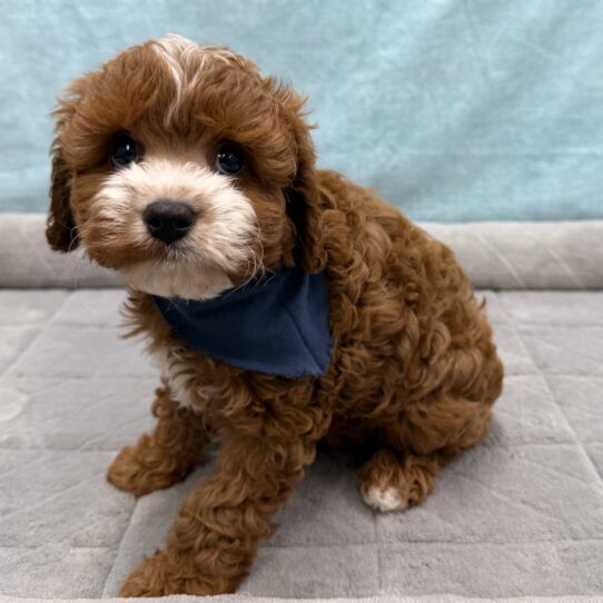 Cavapoo-DOG-Male-Red-10684-Petland Pensacola, Florida
